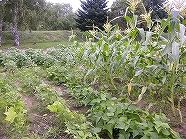 ss-DSCN1854.jpg