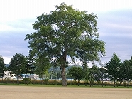 ss-IMGP1823.jpg