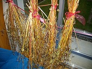 ss-IMGP2049.jpg