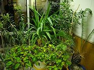 ss-IMGP2278.jpg
